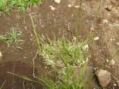 Poa annua