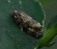 Phaecasiophora confixana