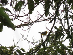 Myioborus ornatus