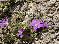 Campanula ramosissima