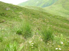 Festuca paniculata