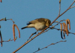 Phylloscopus trochilus