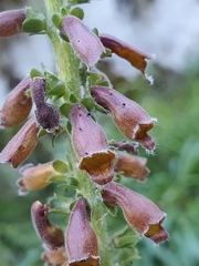 Digitalis parviflora