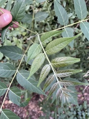 Ailanthus altissima