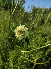 Cephalaria litvinovii