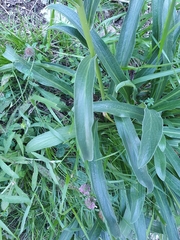 Digitalis parviflora