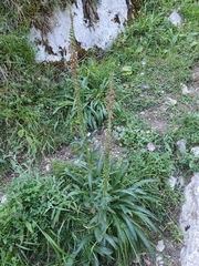 Digitalis parviflora