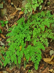 Adiantum tenerum