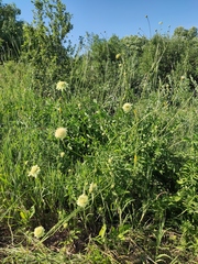 Cephalaria litvinovii