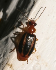 Lebia solea