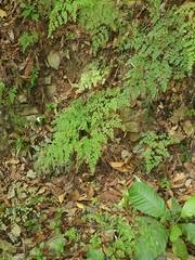 Adiantum tenerum