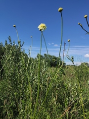 Cephalaria litvinovii