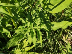 Cephalaria litvinovii