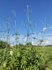 Cephalaria litvinovii