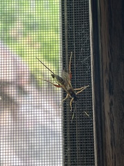 Spilopteron occiputale