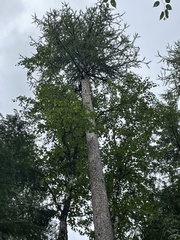Larix occidentalis