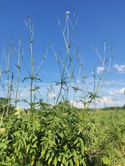 Cephalaria litvinovii