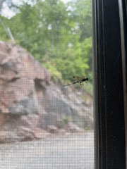 Spilopteron occiputale