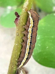 Lepidoptera