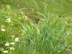 Festuca paniculata