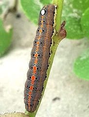 Lepidoptera