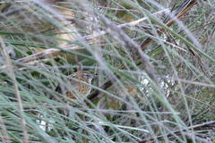 Poodytes punctatus punctatus