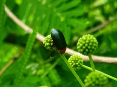 Phrynocepha