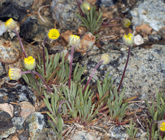 Erigeron bloomeri