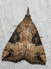 Hypena palpalis