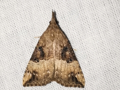 Hypena palpalis