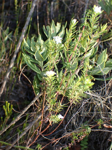 Image of Lachnaea diosmoides by (c) Ren Hoekstra, some rights reserved (CC BY)