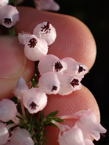 Image of Erica glomiflora by (c) Ren Hoekstra, some rights reserved (CC BY)