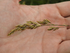 Festuca paniculata