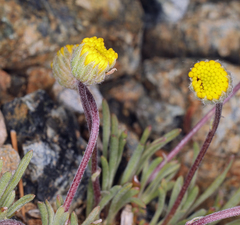 Erigeron bloomeri