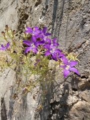 Campanula ramosissima