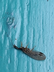 Phaeostigma