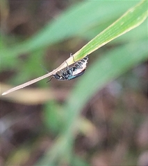 Cordylepherus viridis