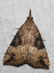 Hypena palpalis