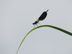 Calopteryx splendens