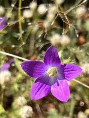 Campanula patula