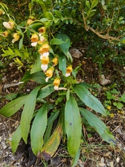 Digitalis laevigata
