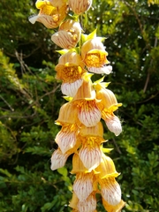 Digitalis laevigata