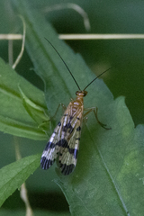 Panorpa debilis