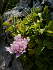 Pterocephalus pterocephala