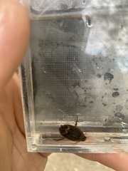 Acilius abbreviatus