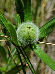 Rhopalomyia gemmaria