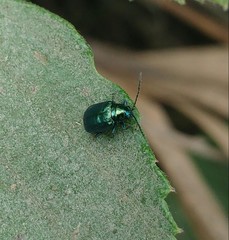Altica bicarinata