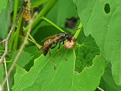 Polistes pacificus