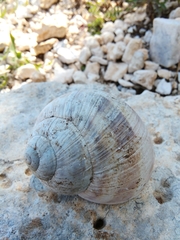 Helix schlaeflii