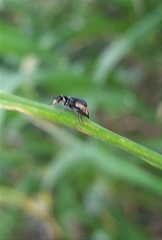 Cordylepherus viridis